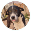 dog1