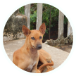 dog1