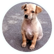dog1